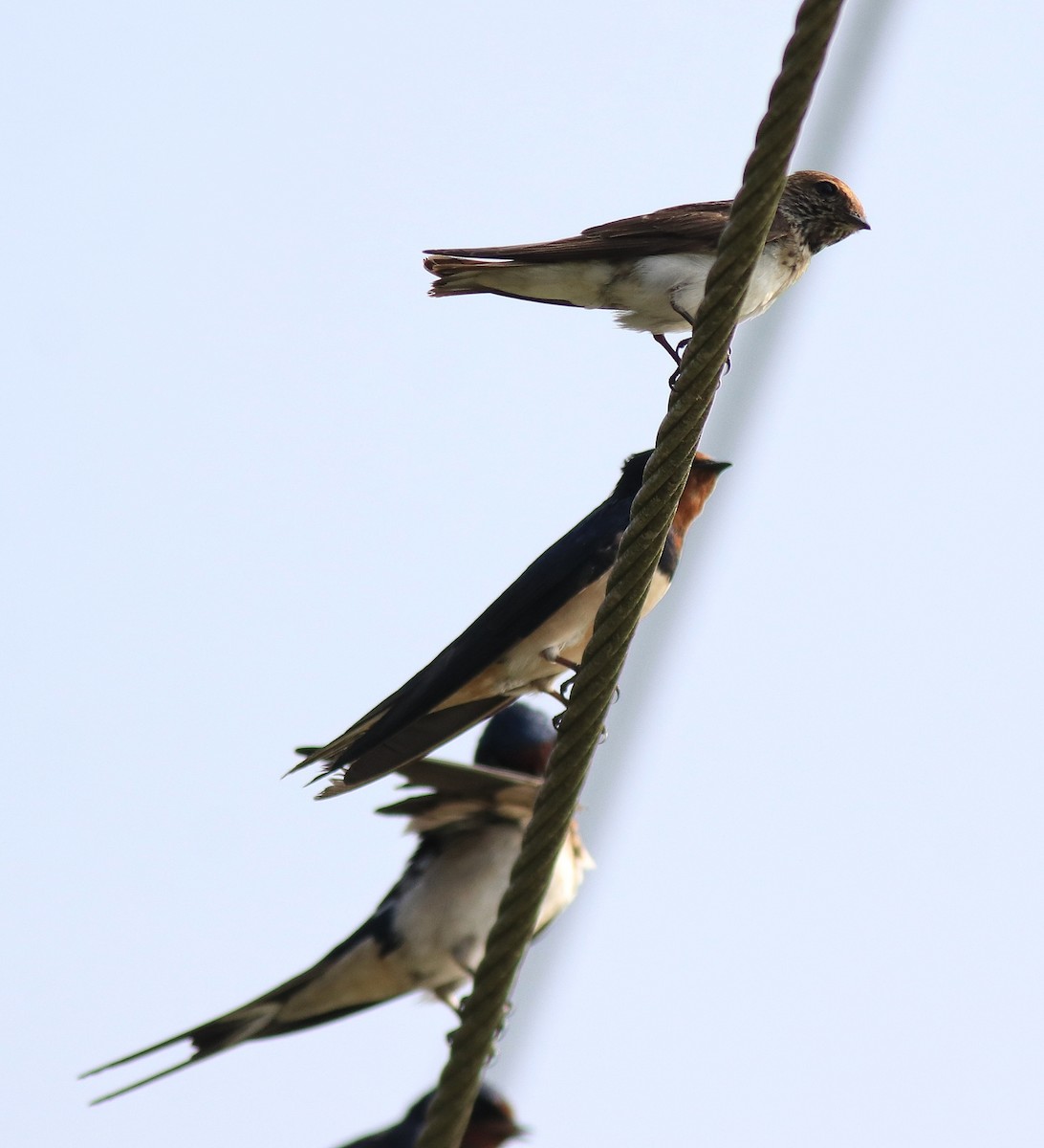 Barn Swallow - ML620699273