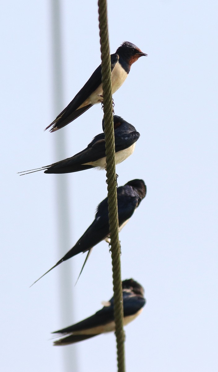 Barn Swallow - ML620699274