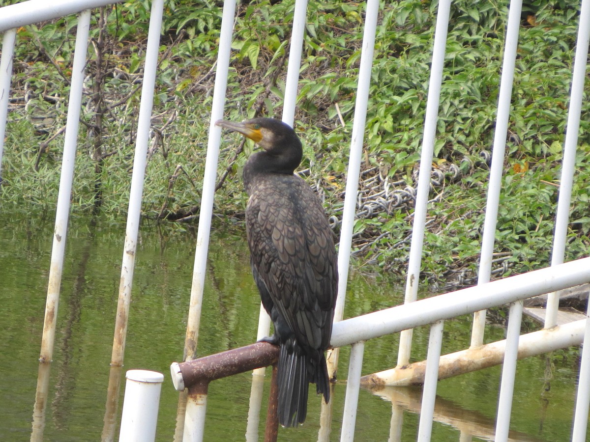 Great Cormorant - ML620699276