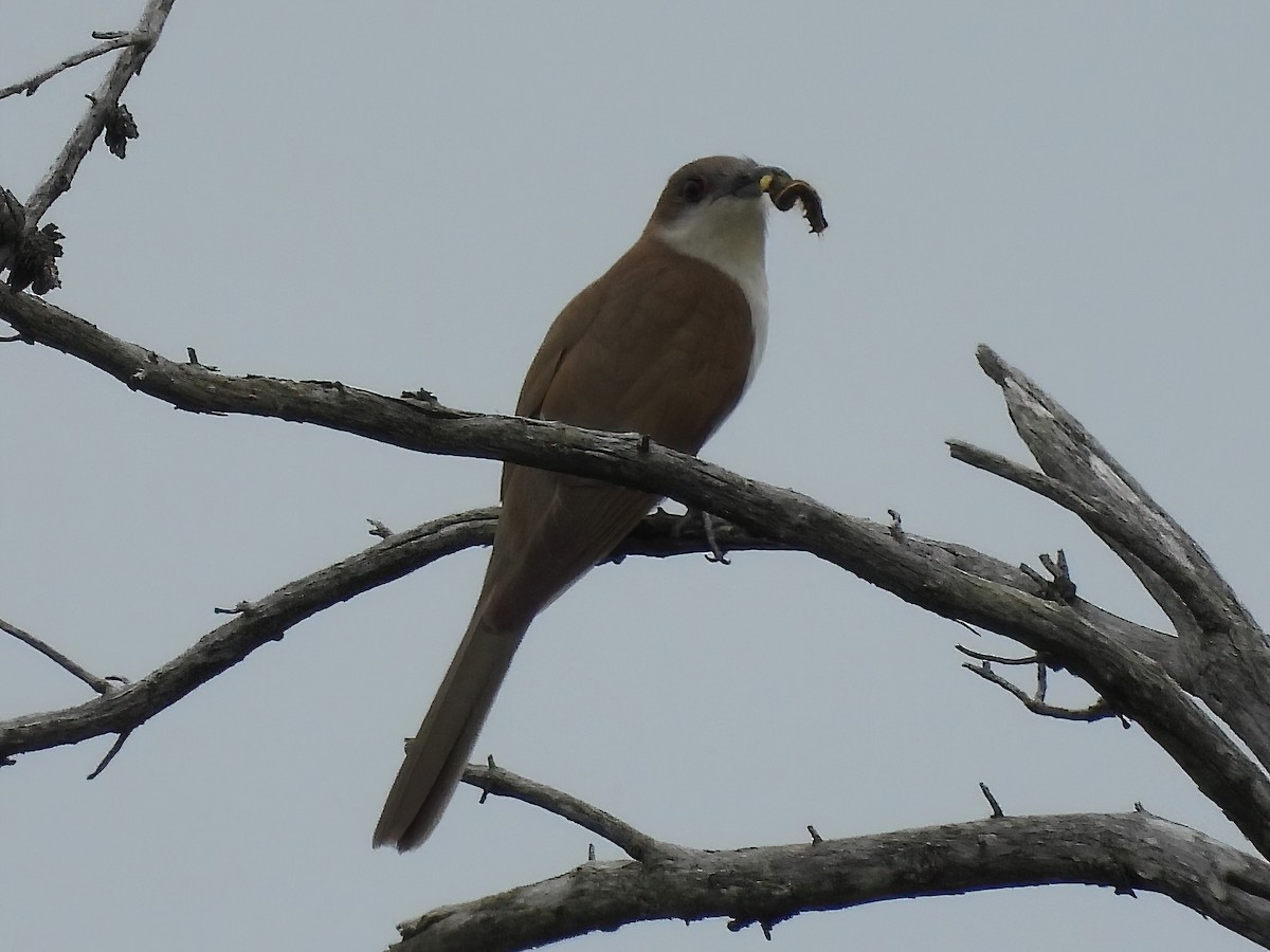 Black-billed Cuckoo - ML620699277