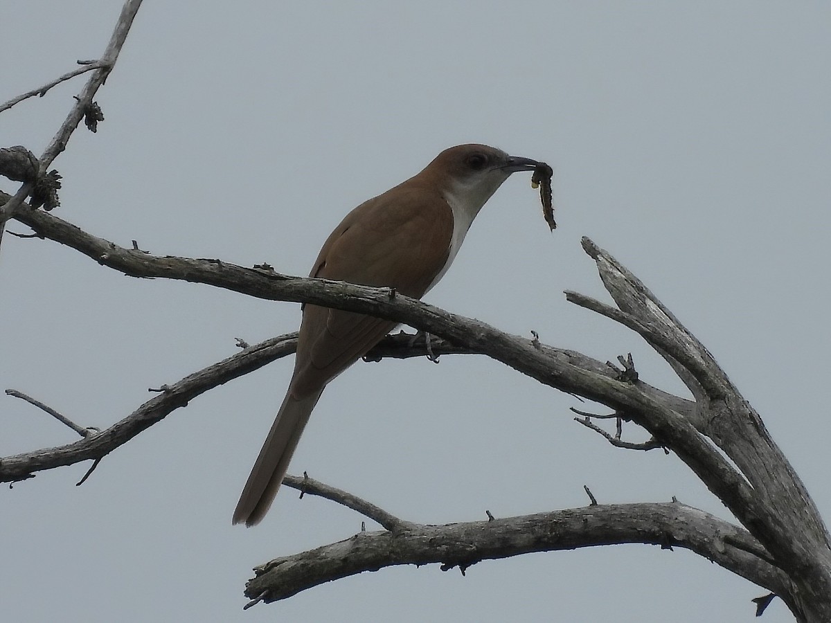 Black-billed Cuckoo - ML620699279