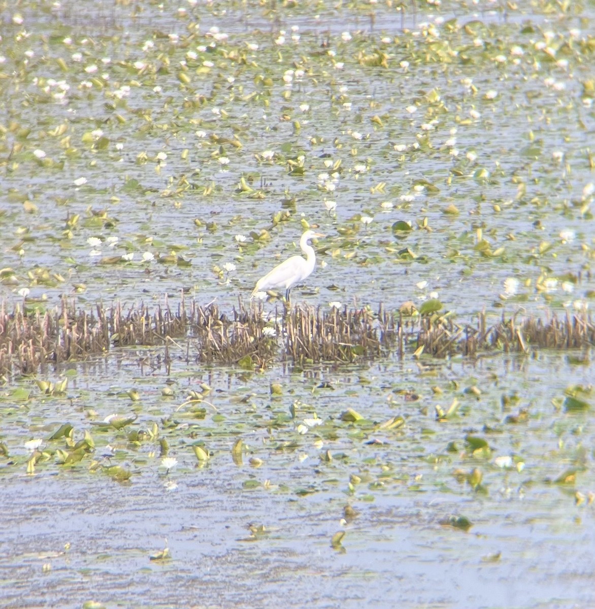 Great Egret - ML620699281