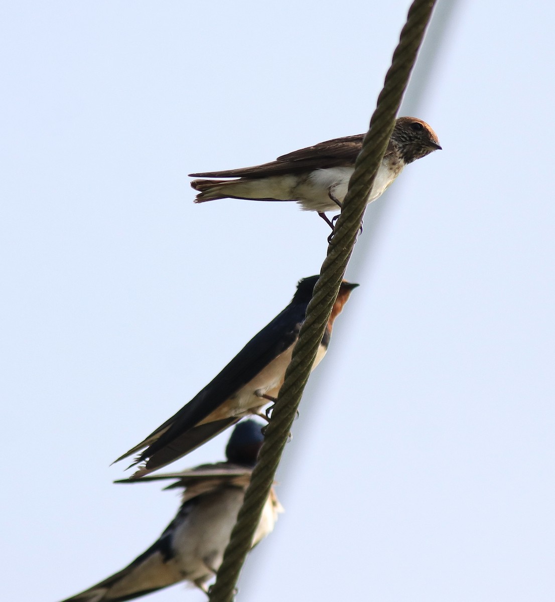 Streak-throated Swallow - ML620699285