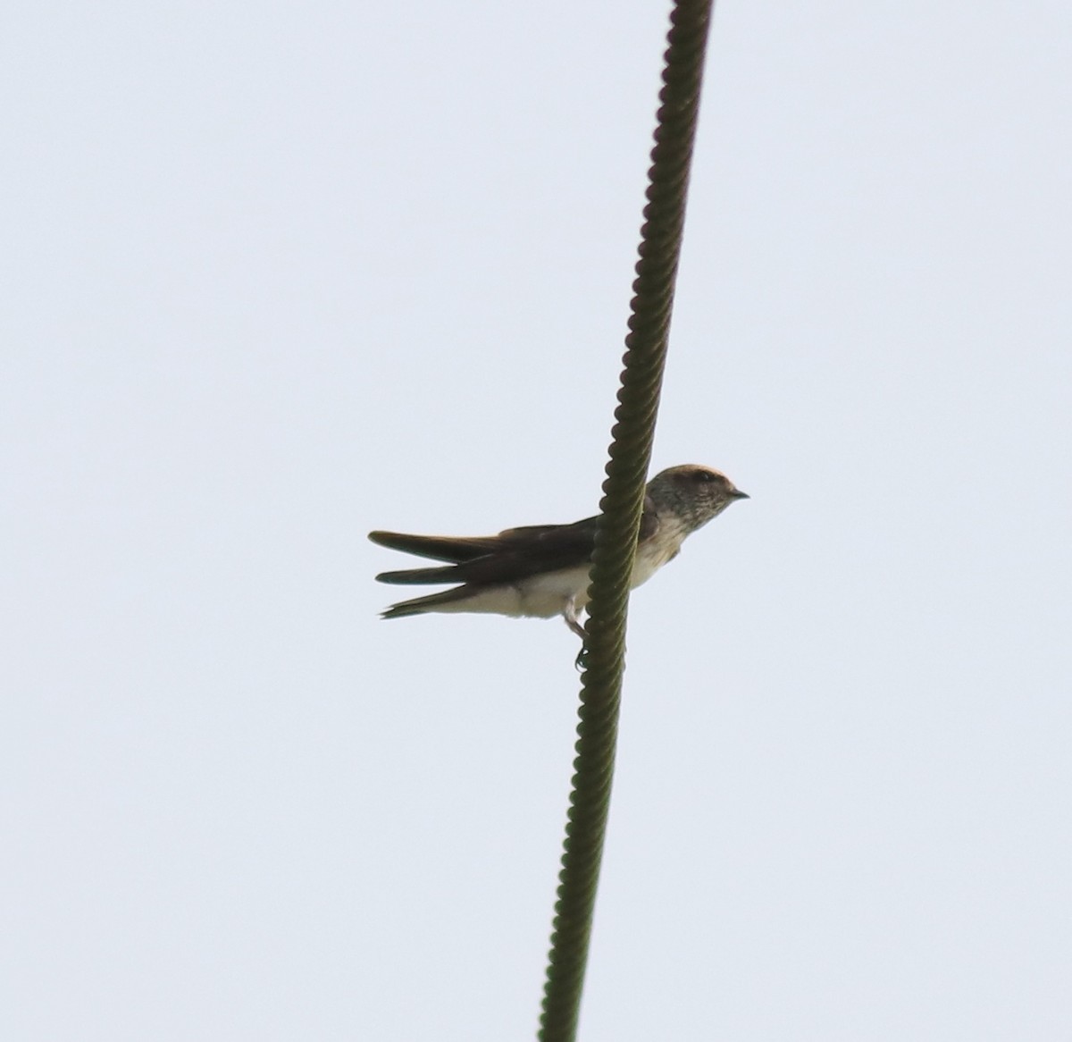 Streak-throated Swallow - ML620699286