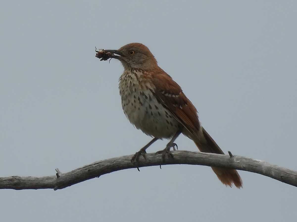 Brown Thrasher - ML620699287