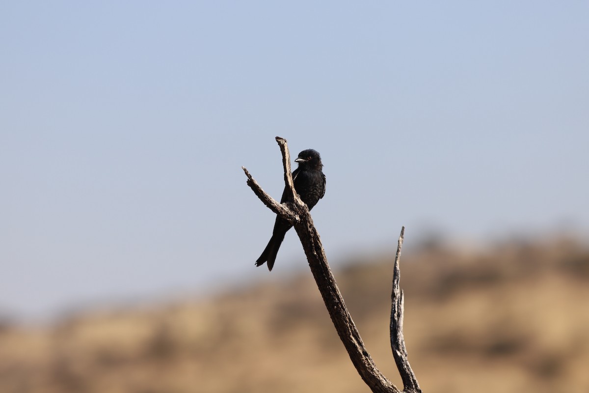 drongo africký - ML620699288