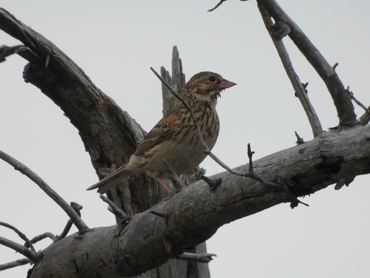 Vesper Sparrow - ML620699290