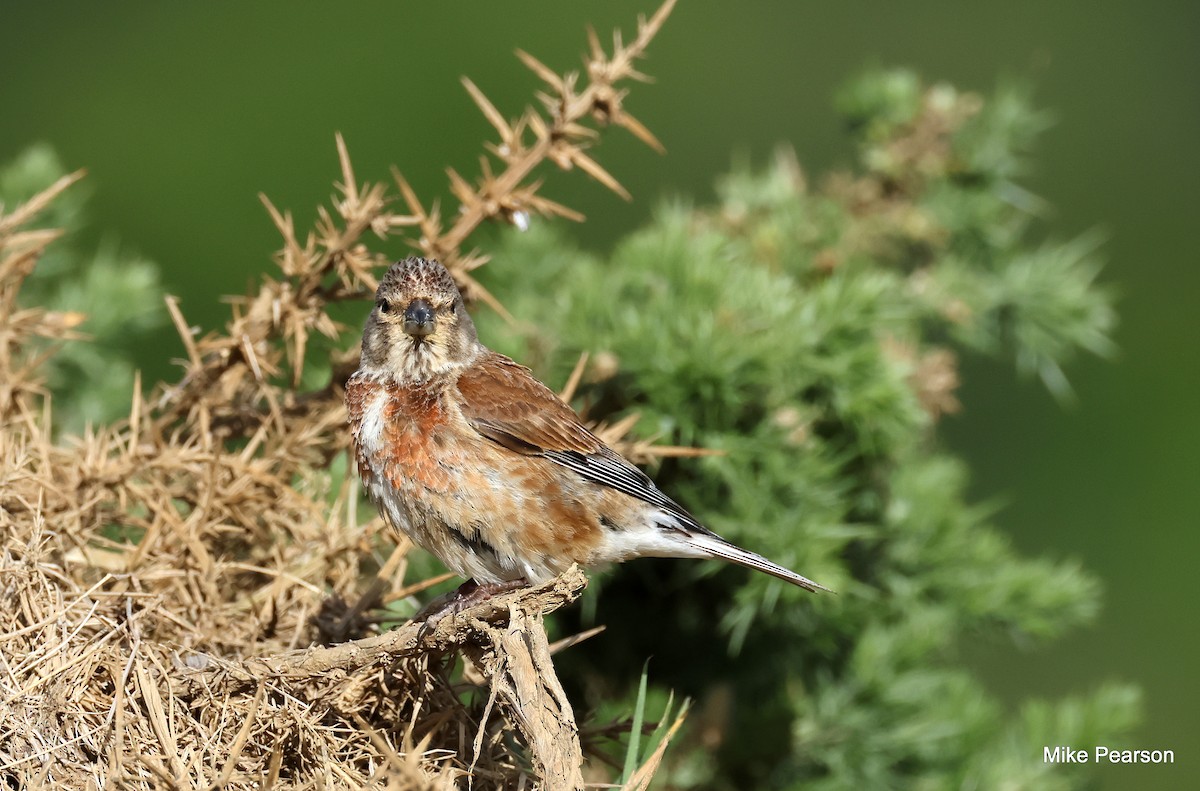 Eurasian Linnet - ML620699291