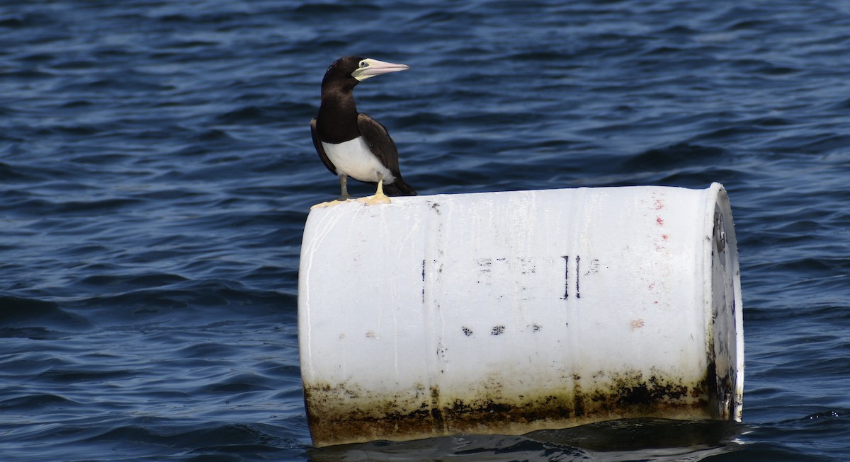 Brown Booby - ML620699293