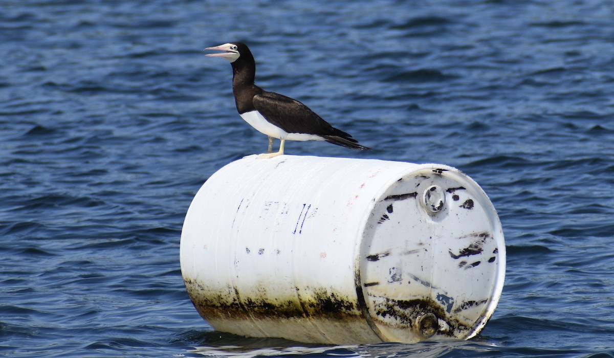 Brown Booby - ML620699294