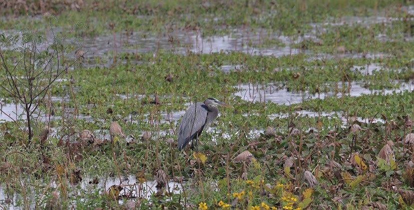 Great Blue Heron - ML620699295