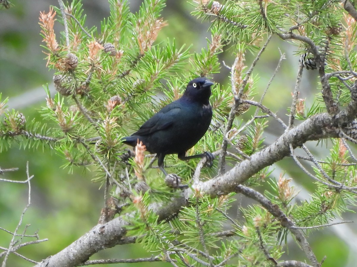 Brewer's Blackbird - ML620699297