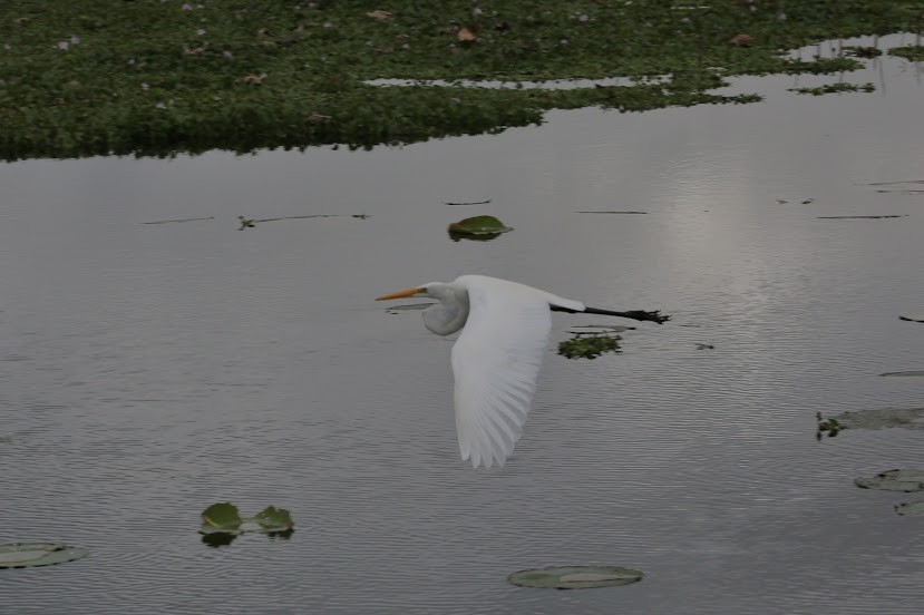 Great Egret - ML620699299