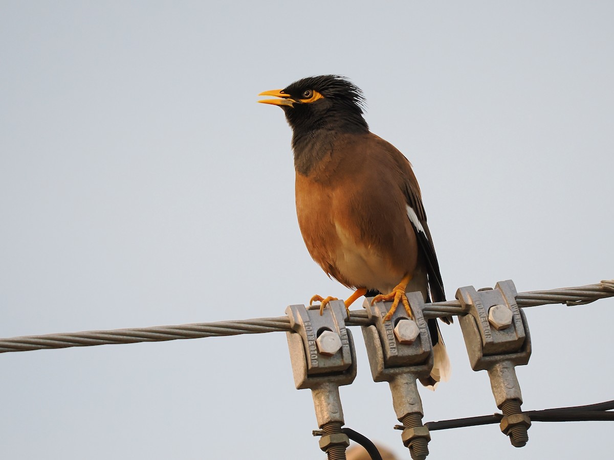 Common Myna - ML620699302