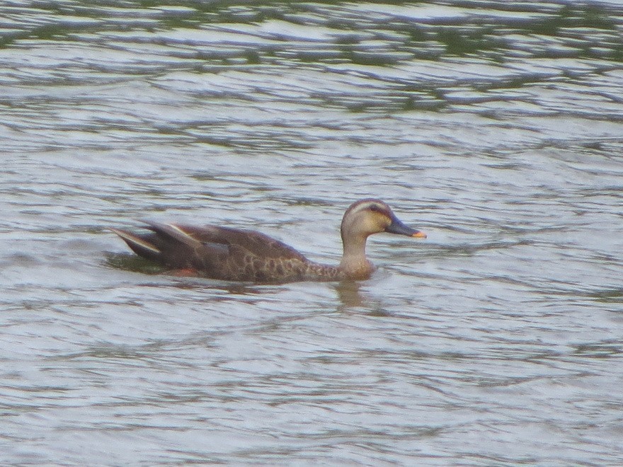 Eastern Spot-billed Duck - ML620699304