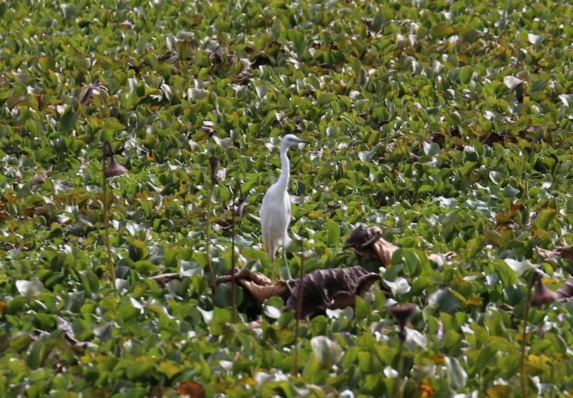 Little Blue Heron - ML620699305