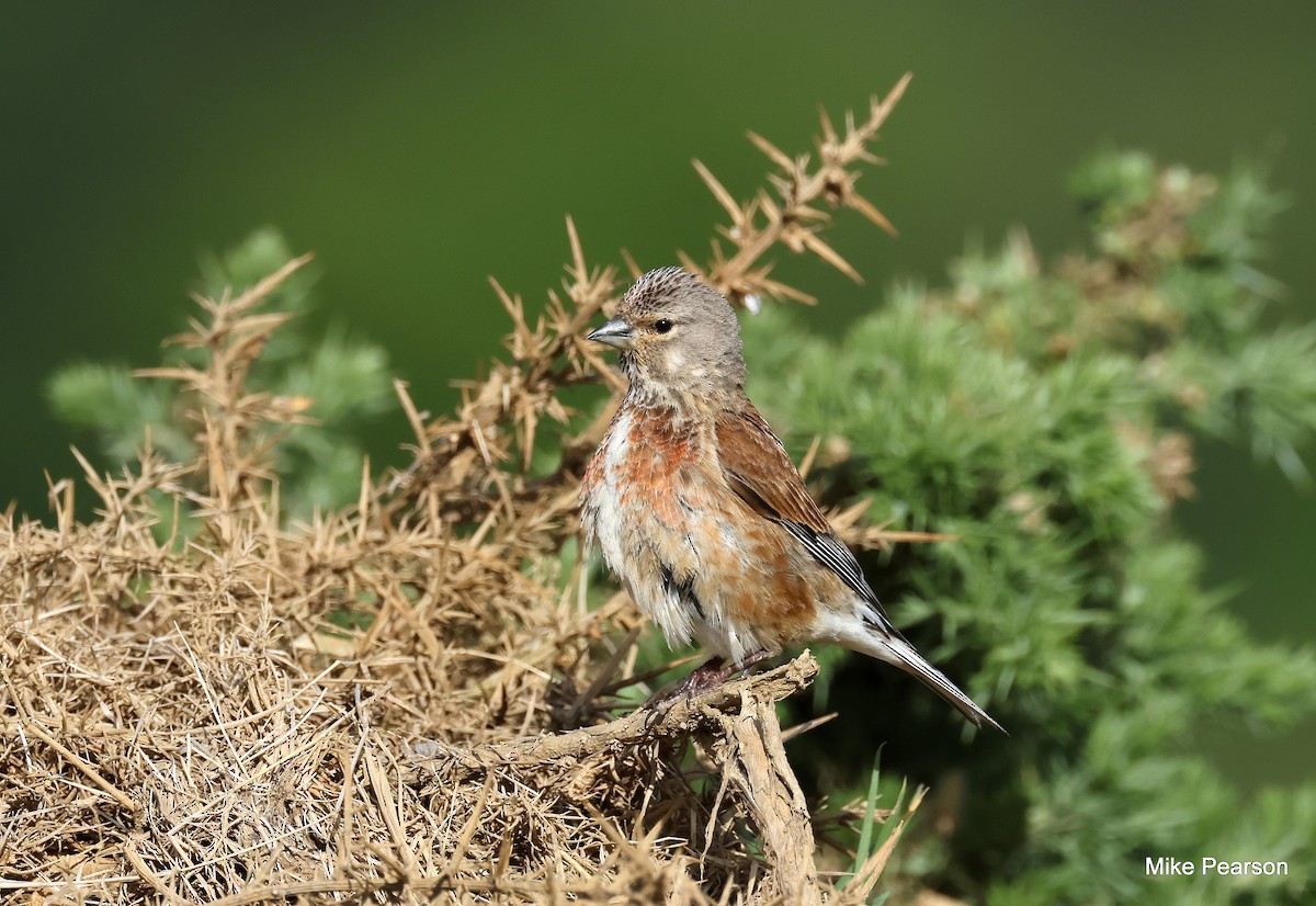 Eurasian Linnet - ML620699306