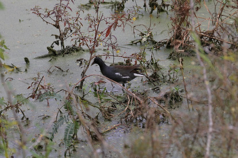 Gallinule d'Amérique - ML620699308