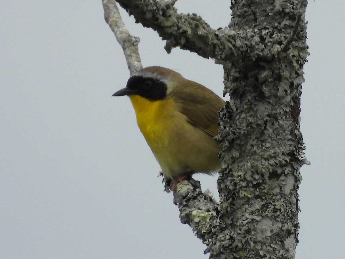 Common Yellowthroat - ML620699310