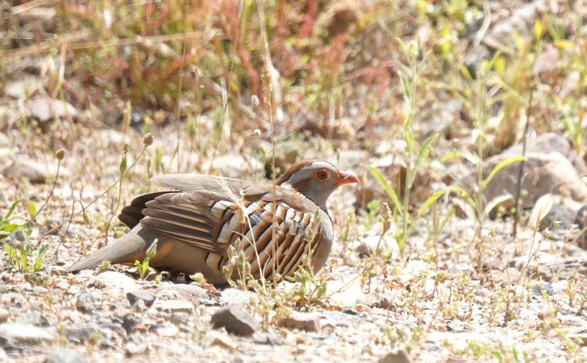 Barbary Partridge - ML620699311