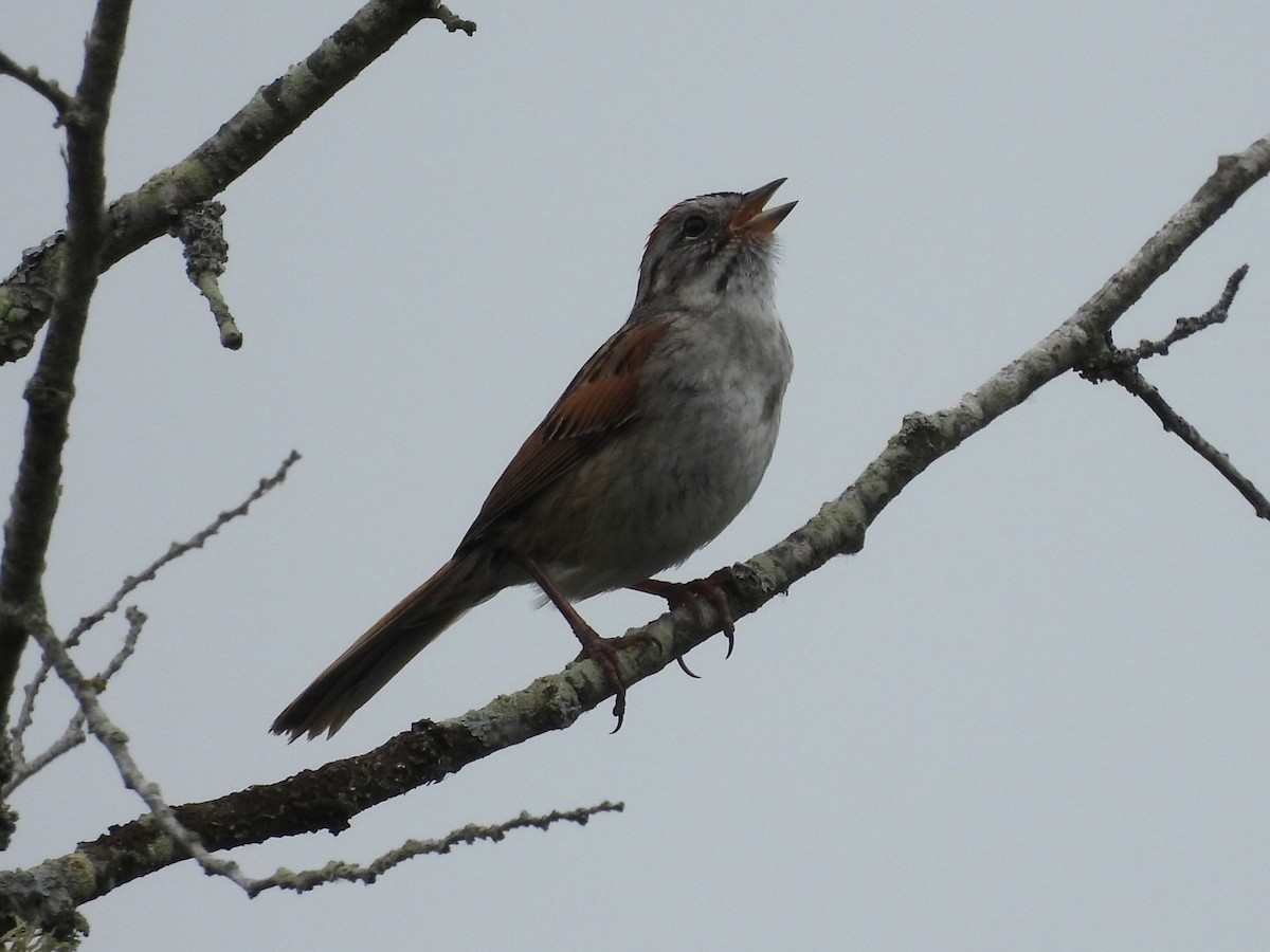 Swamp Sparrow - ML620699312