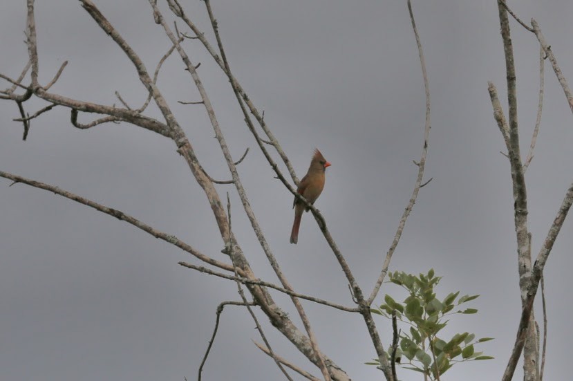 Northern Cardinal - ML620699318