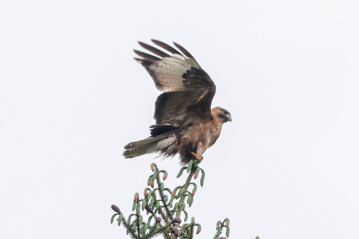 Common/Himalayan Buzzard - ML620699319