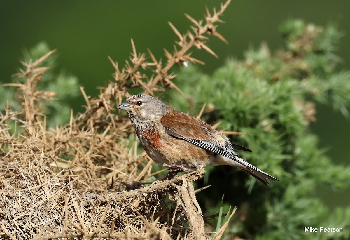 Eurasian Linnet - ML620699320