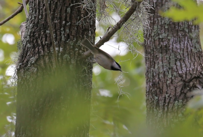 Carolina Chickadee - ML620699321