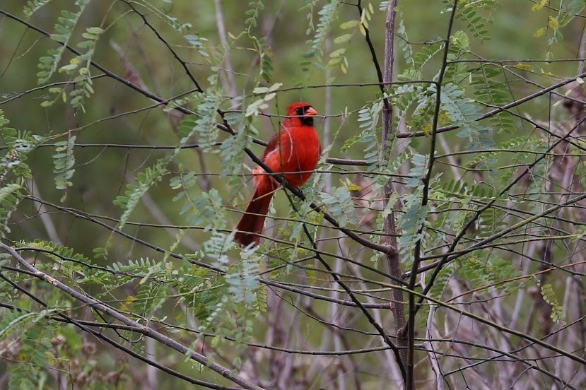 Cardinal rouge - ML620699322