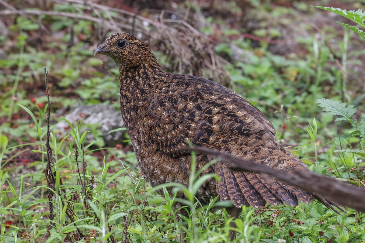 Satyr Tragopan - ML620699323