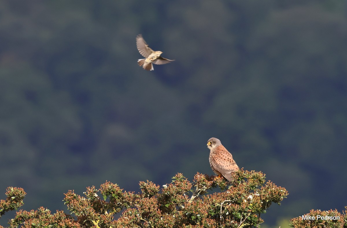 Eurasian Kestrel - ML620699332