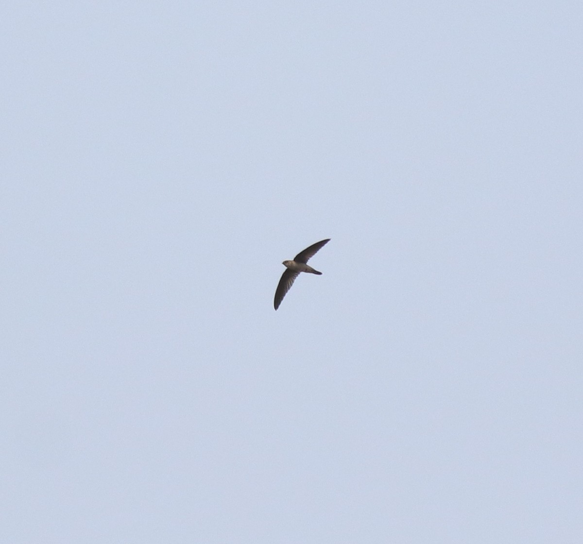 Indian Swiftlet - ML620699333