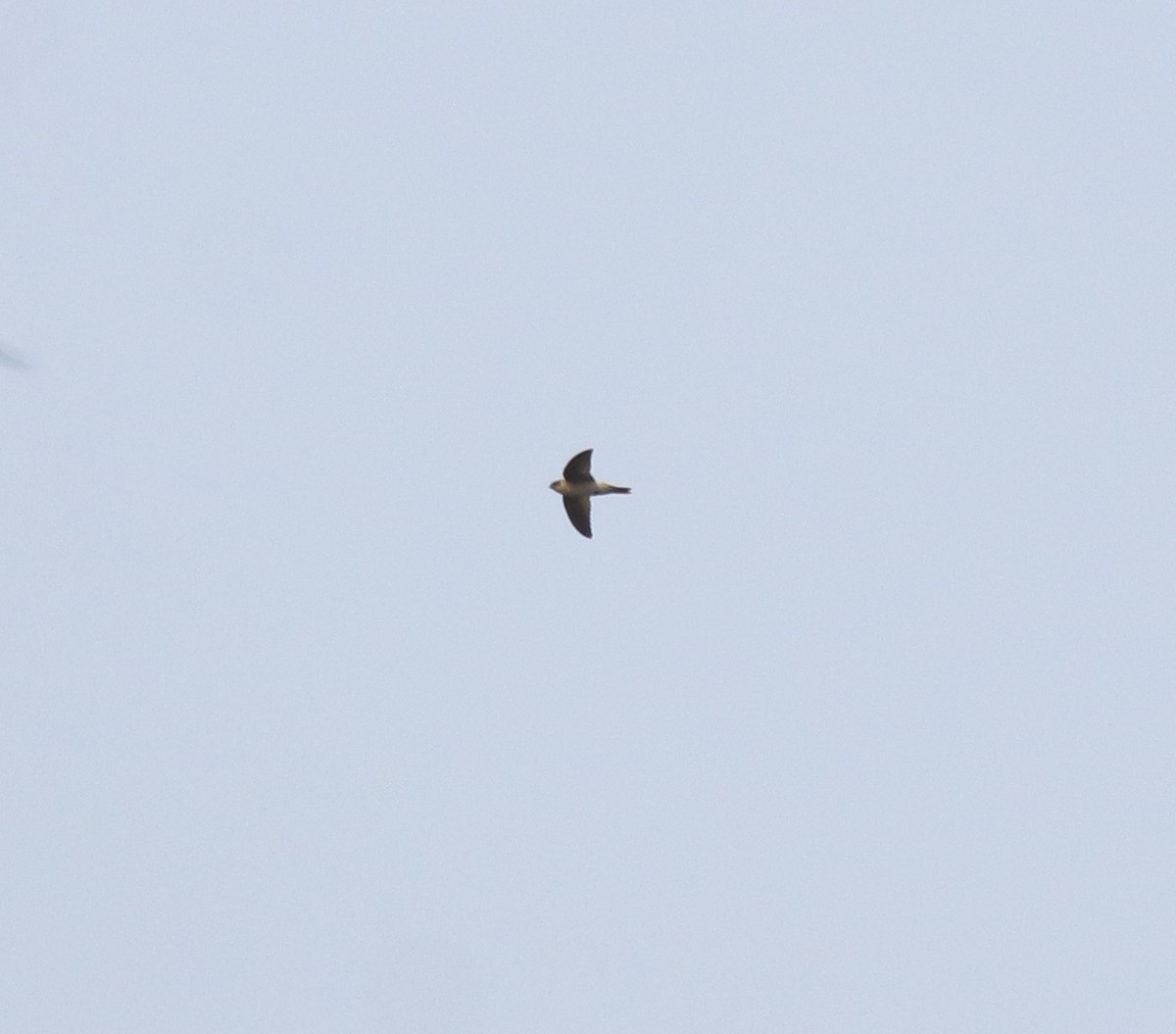 Indian Swiftlet - ML620699334