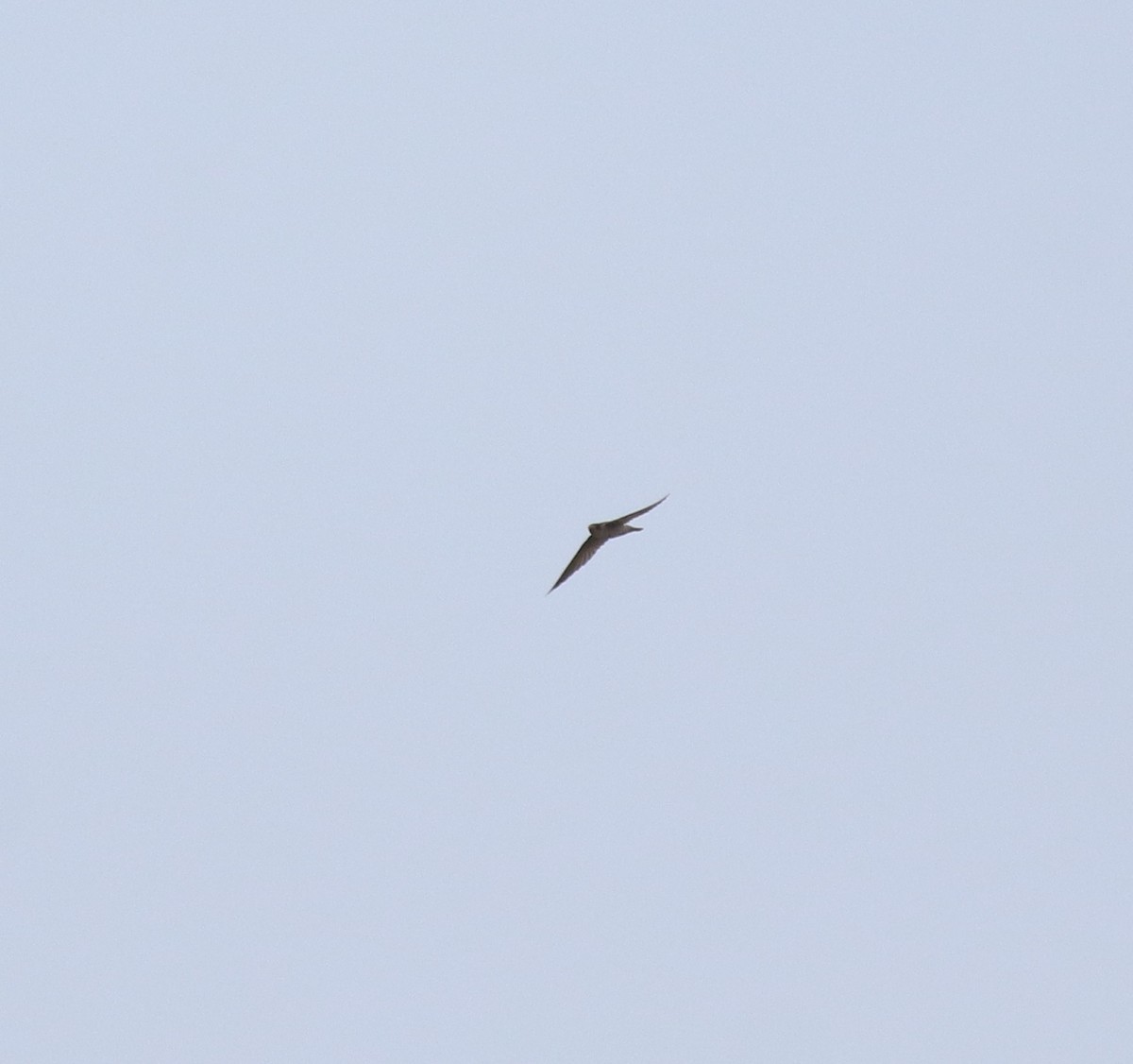 Indian Swiftlet - ML620699335