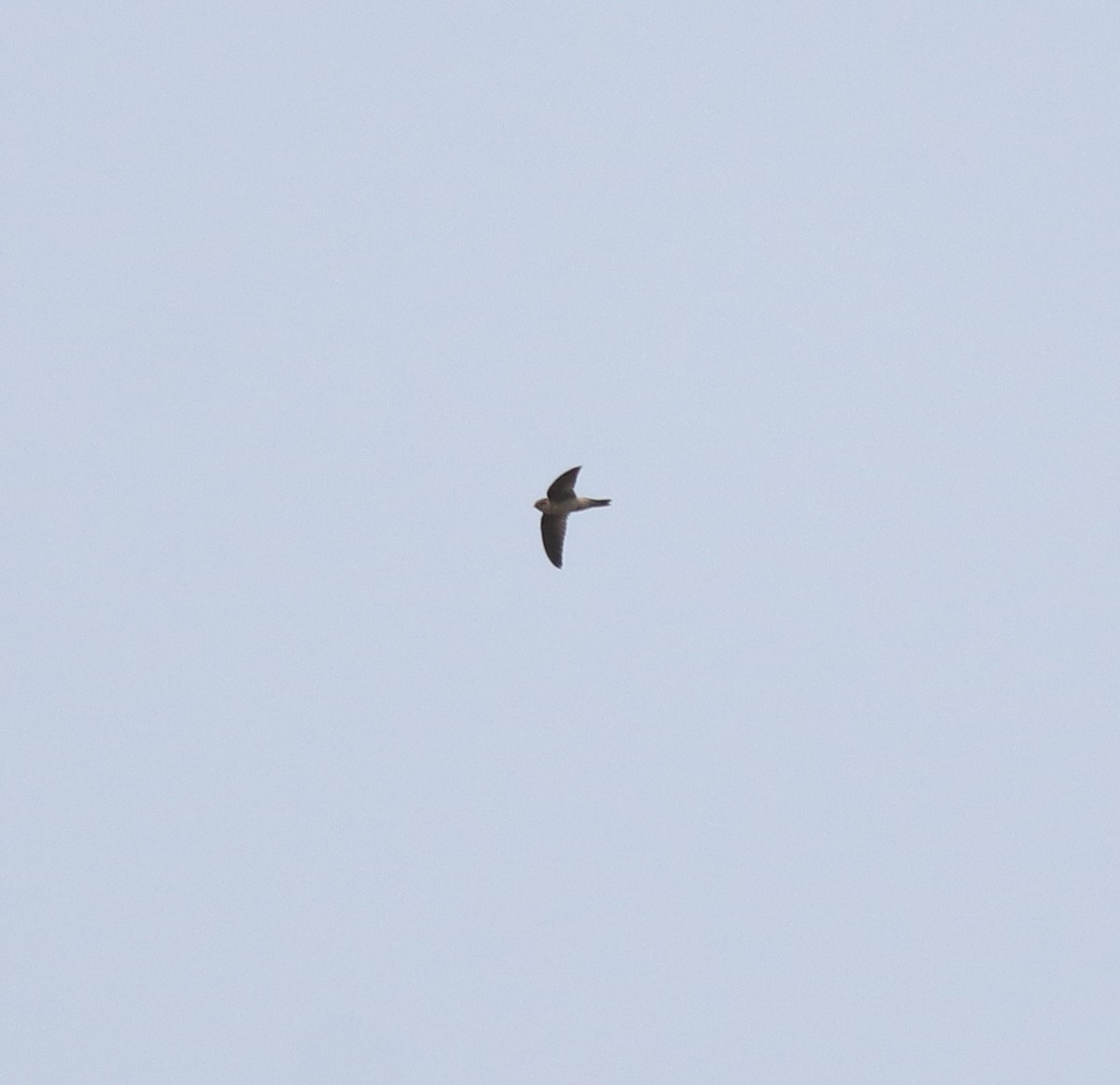 Indian Swiftlet - ML620699336