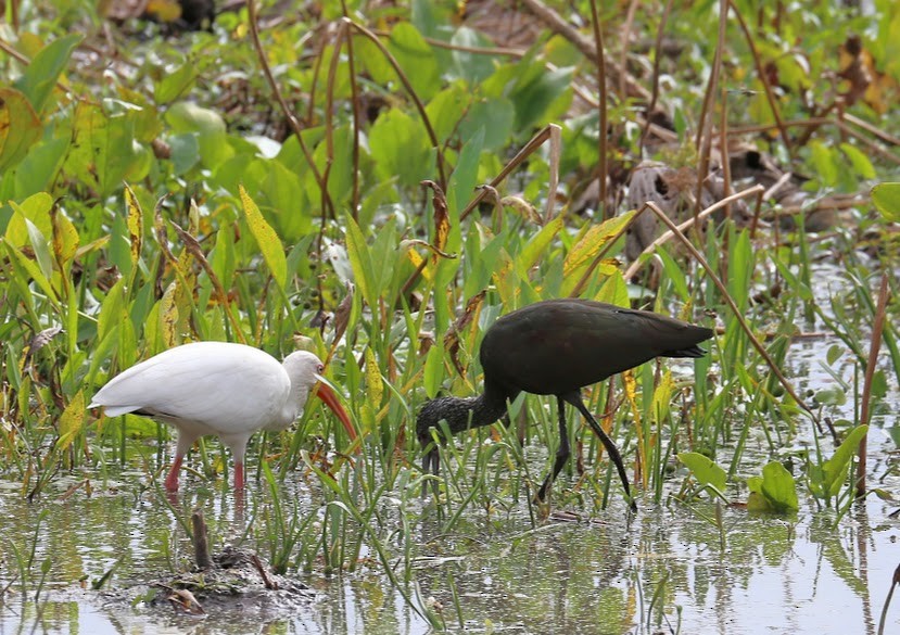 Ibis falcinelle ou I. à face blanche - ML620699340