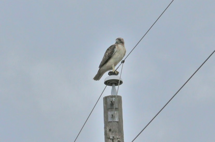 Red-tailed Hawk - ML620699348