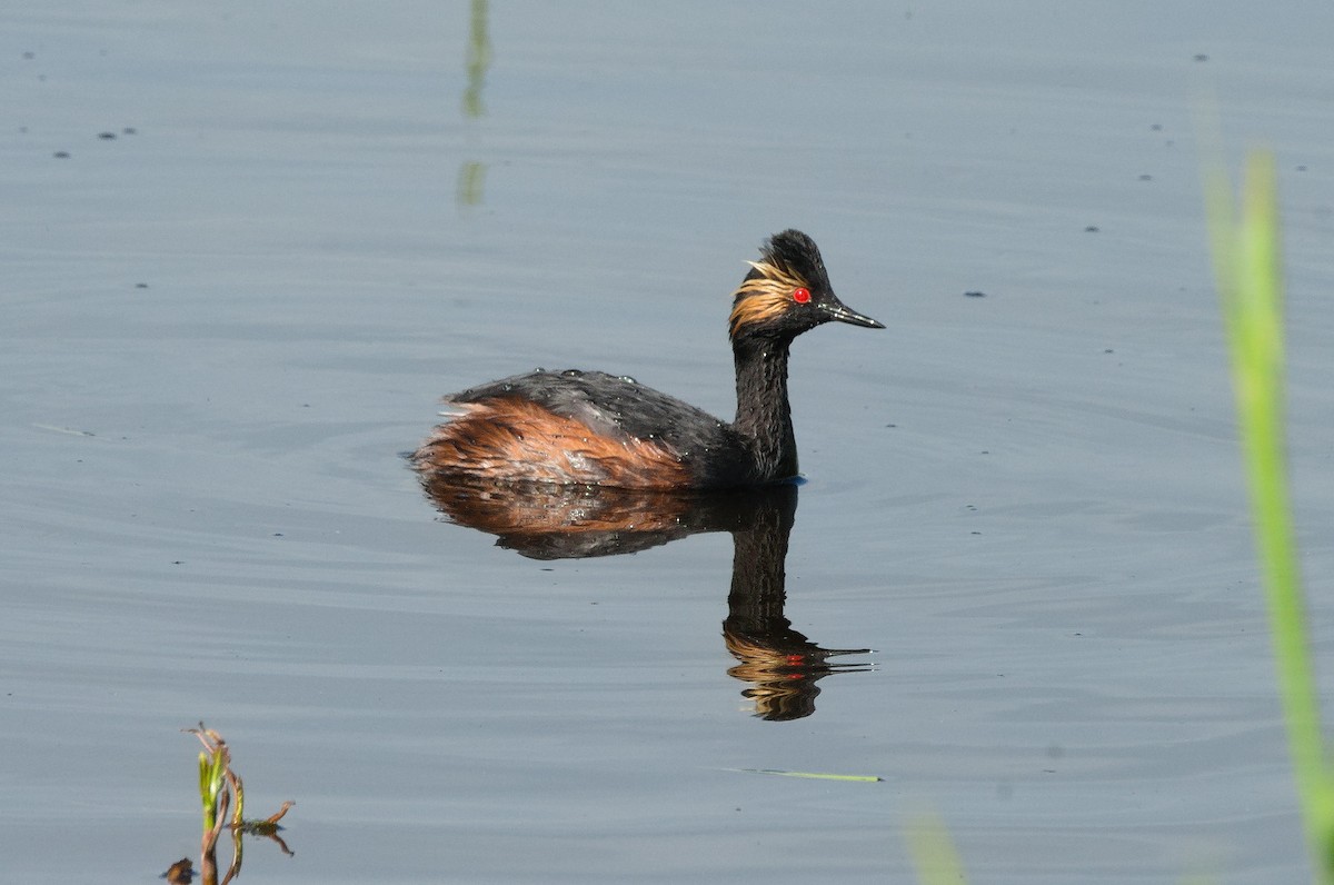 Eared Grebe - David Britton