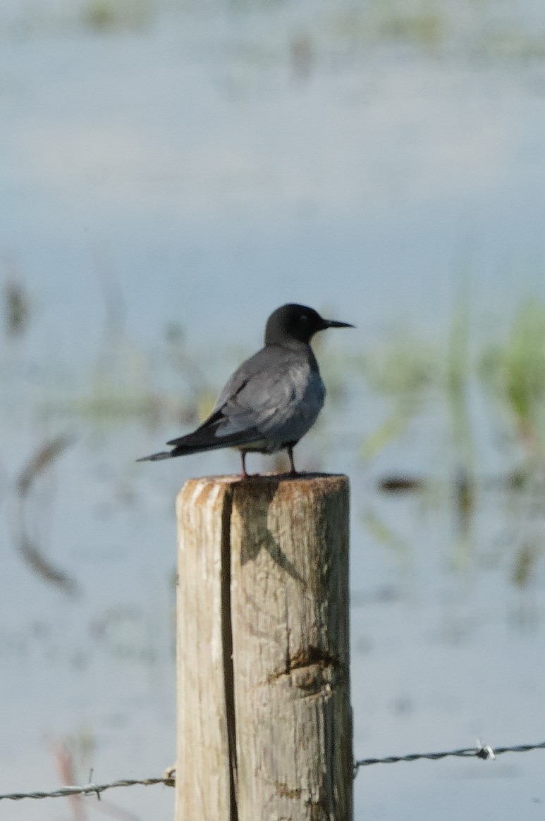 Black Tern - ML620699352