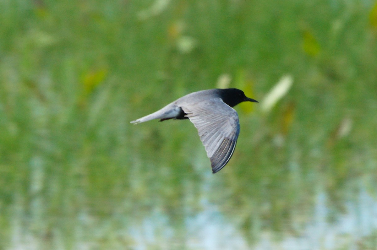 Black Tern - ML620699353