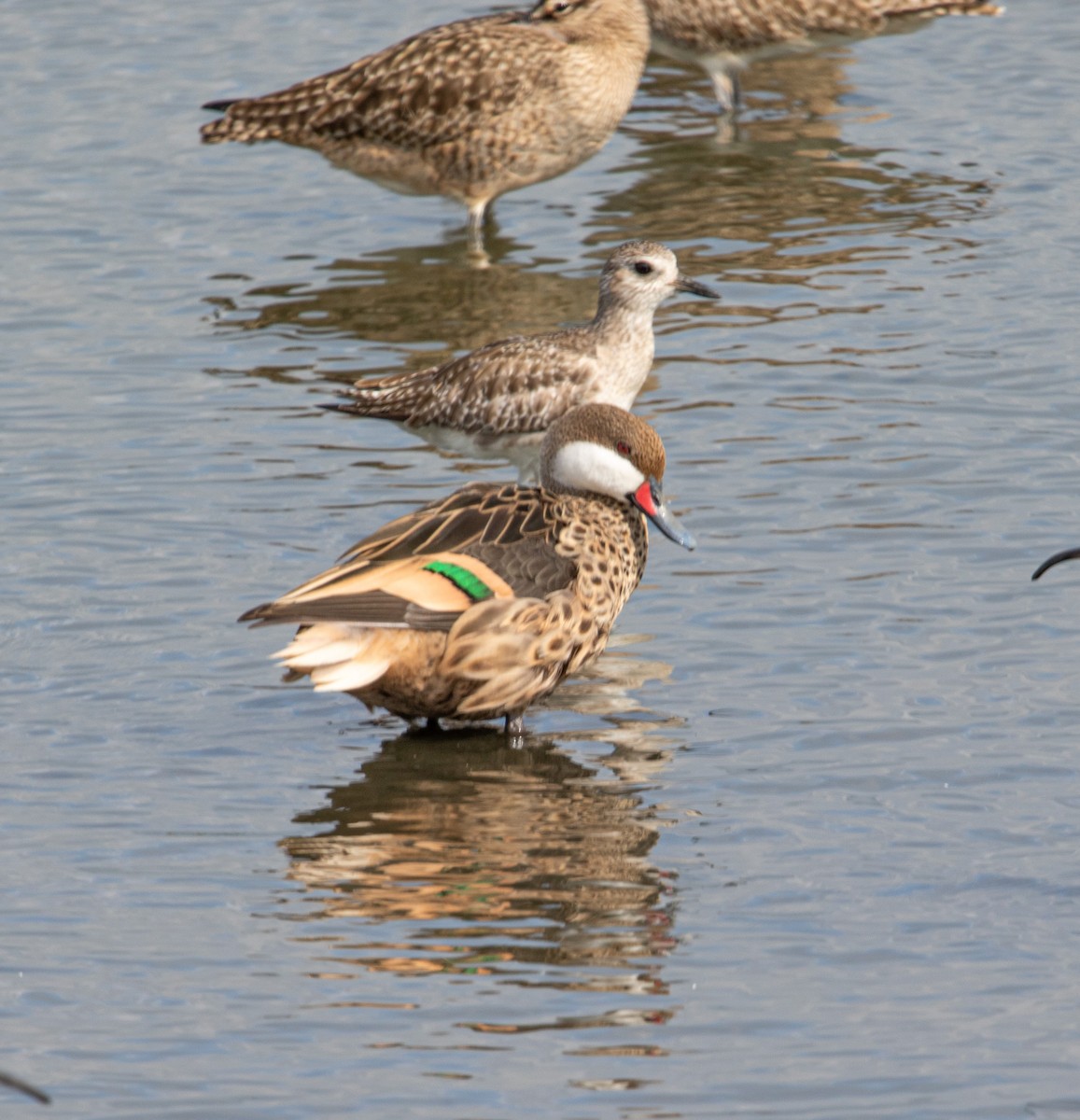 White-cheeked Pintail - ML620699354