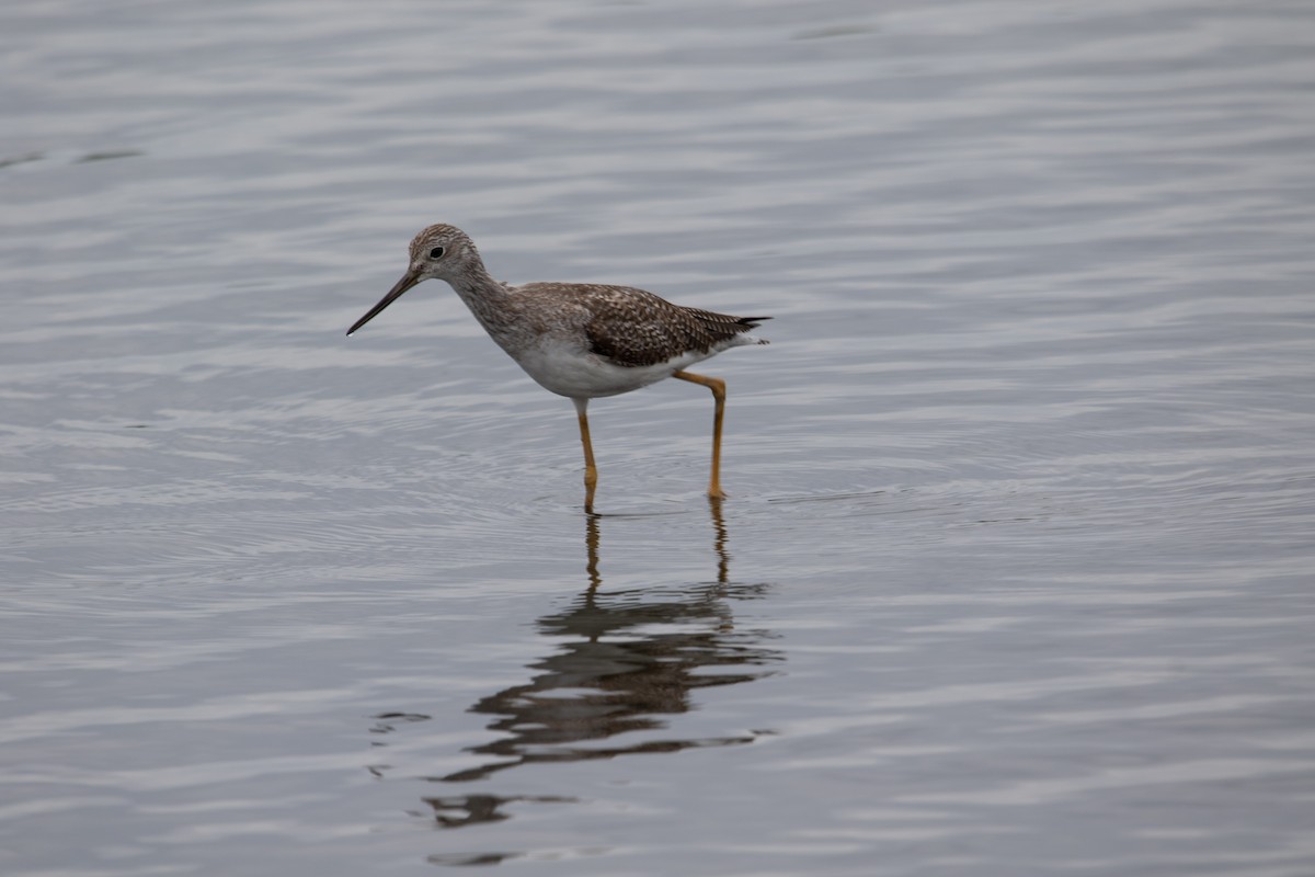 Greater Yellowlegs - ML620699364