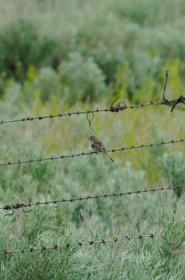 Brewer's Sparrow - ML620699365