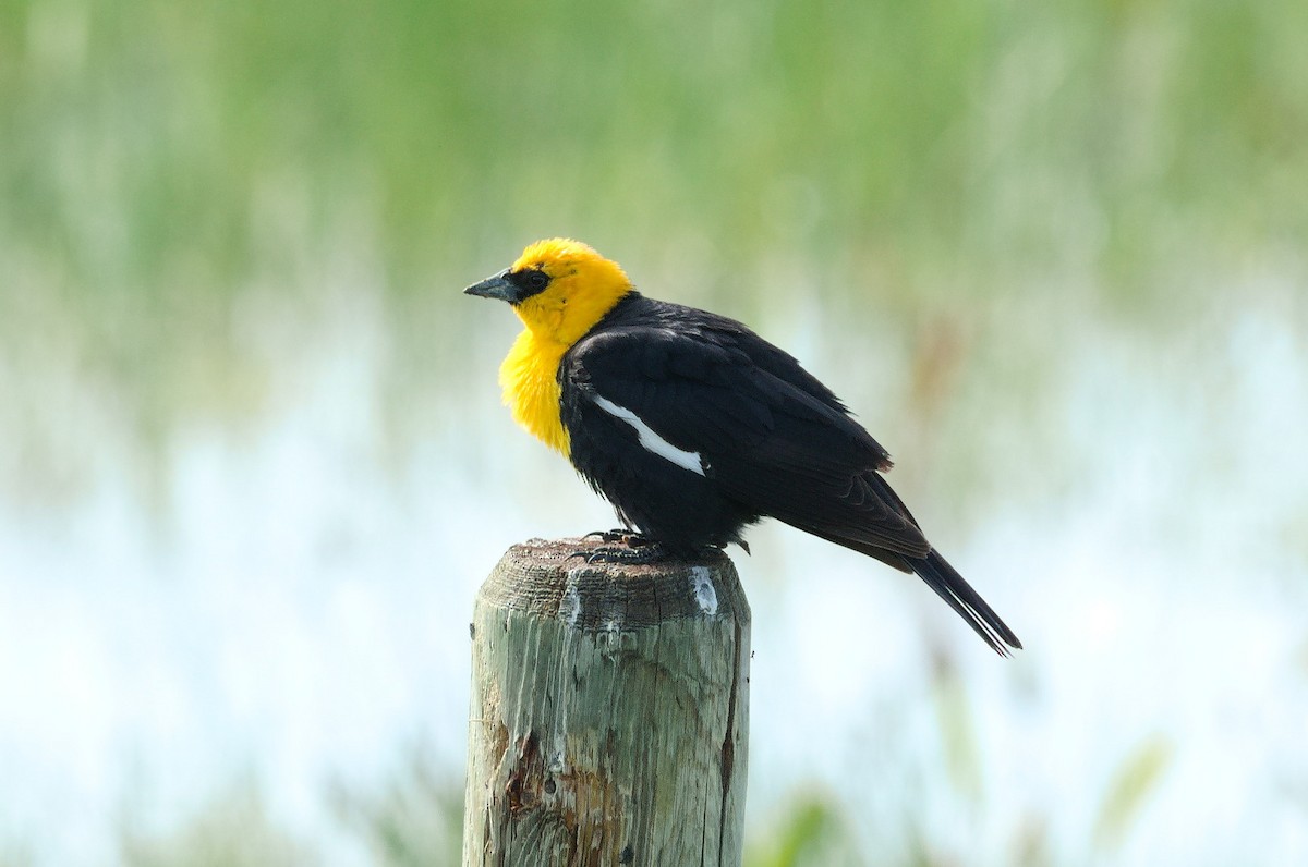 Yellow-headed Blackbird - ML620699369