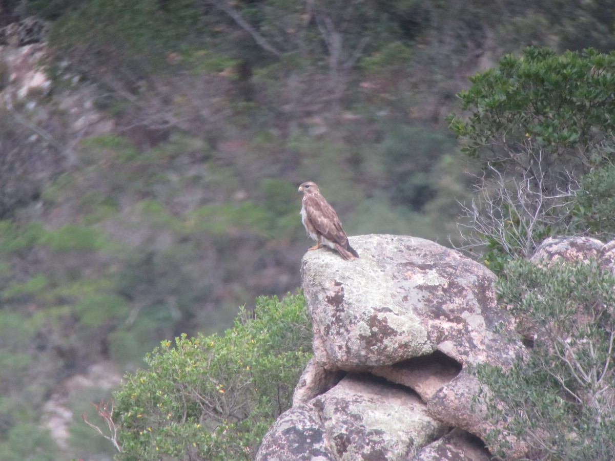 Common Buzzard - ML620699370