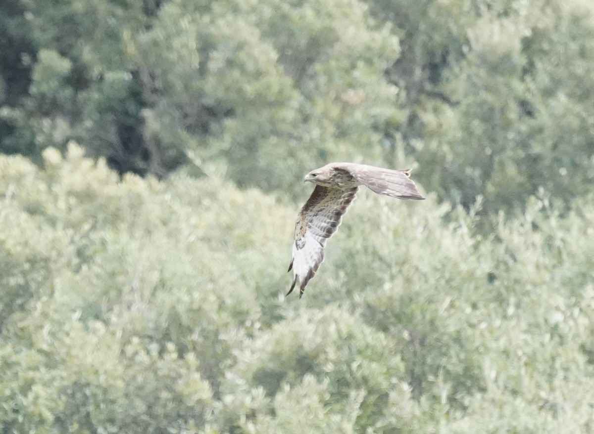 Common Buzzard - ML620699371