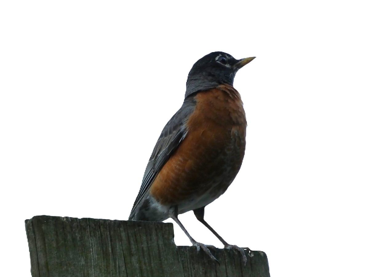 American Robin - ML620699372