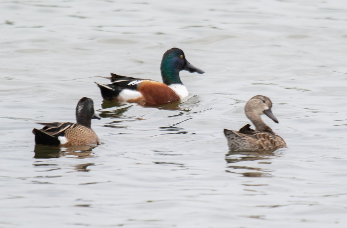 Northern Shoveler - ML620699375