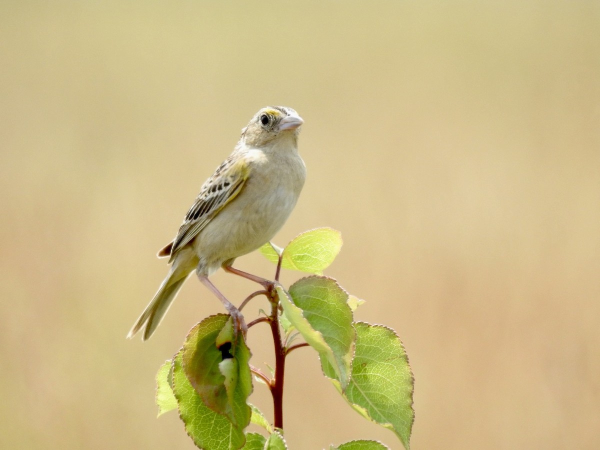 Grasshopper Sparrow - ML620699376